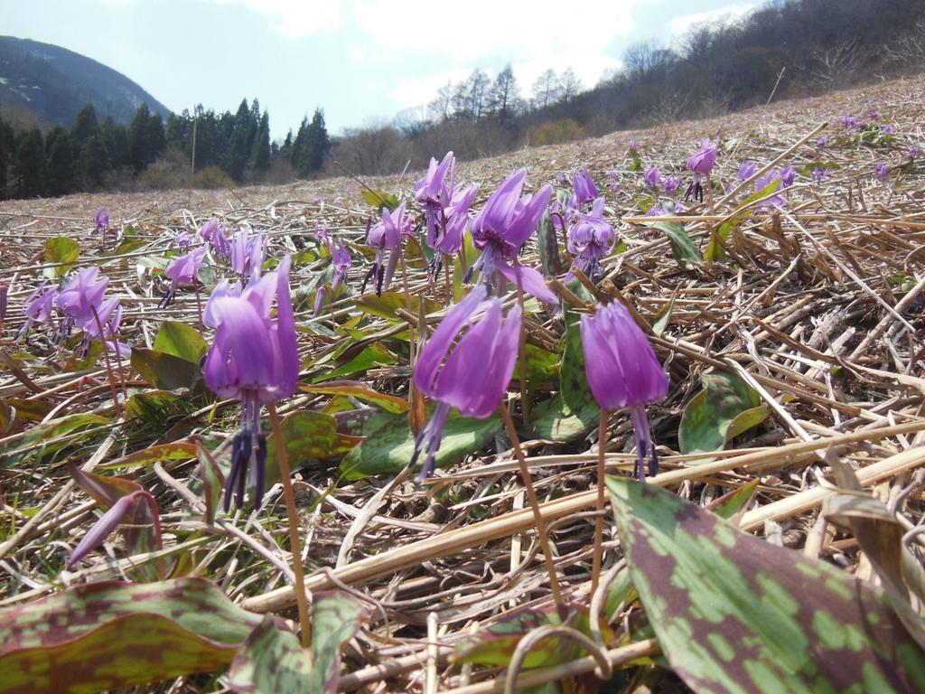 Pension Ciel Hakuba Zewnętrze zdjęcie